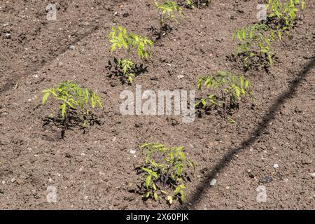 Tomatensämlinge im Gartenbett Stockfoto
