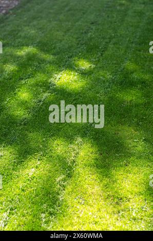 Frisch geschnittenes Gras im Hinterhof, Gras mit elektrischem Rasenmäher. Hochwertige Fotos Stockfoto