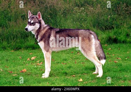 Junger Erwachsener Sibirischer Huskyhund Stockfoto