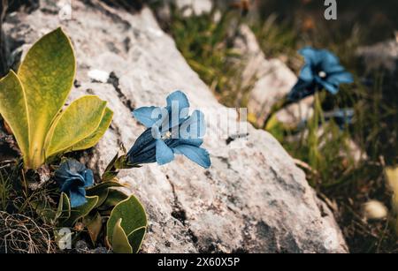 Trompete Enzian, Blumen im alpinen Lebensraum, Tegernsee, Berge, Alpen, Deutschland Stockfoto