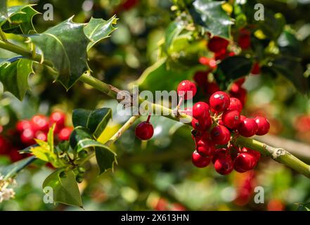 Nahaufnahme leuchtender roter stechpalmenbeeren auf einem Zweig, auf glänzend grünen Blättern. Perfekt für Motive mit Urlaubsmotiven. Stockfoto