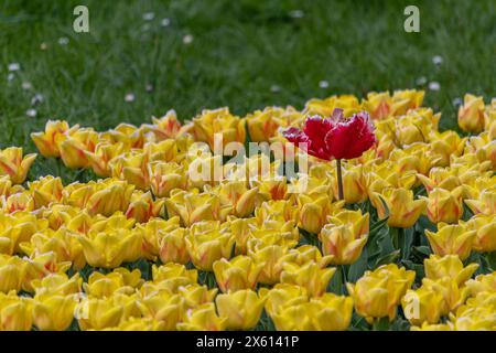 Eine rote Tulpe in einem Feld zwischen den gelben Stockfoto