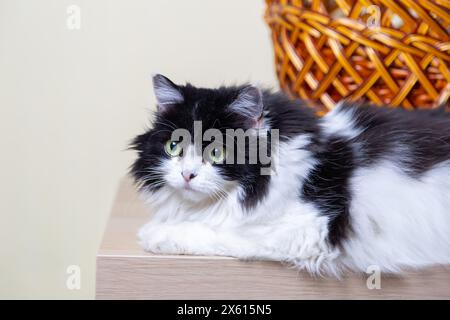 Schöne Katze persischen Rasse auf dem Hintergrund des Korbes. Schwarz-weiße Farbe, grüne Augen. Metis. Nahaufnahme. Stockfoto