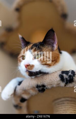 Die schöne heimische Tricolor-Katze mit gelben (bernsteinfarbenen) Augen sitzt auf einem Katzenkletterrahmen drinnen und schaut weg. Nahaufnahme. Stockfoto