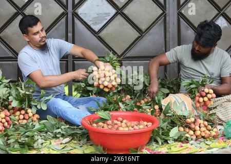 Dhaka. Mai 2024. Am 11. Mai 2024 werden in Narayanganj, Bangladesch, frisch geerntete Litschis arrangiert. Quelle: Xinhua/Alamy Live News Stockfoto