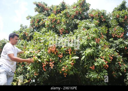 Dhaka. Mai 2024. Ein Mann erntet Litschi am 11. Mai 2024 auf einem Obstgarten in Narayanganj, Bangladesch. Quelle: Xinhua/Alamy Live News Stockfoto