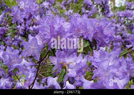 Violette Rhododendronblüten in Blüte. Stockfoto