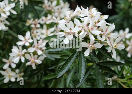 Weiße Choisya ternata „Snow Flurries“ mexikanische Orangenblüte, in Blüte. Stockfoto