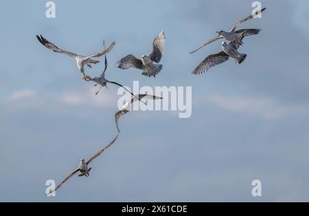 Junge Heringsmöwen, Larus argentatus, kämpfen um eine Brotkruste. Küste von Dorset. Stockfoto