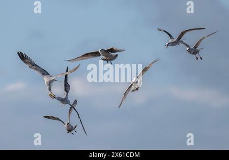 Junge Heringsmöwen, Larus argentatus, kämpfen um eine Brotkruste. Küste von Dorset. Stockfoto