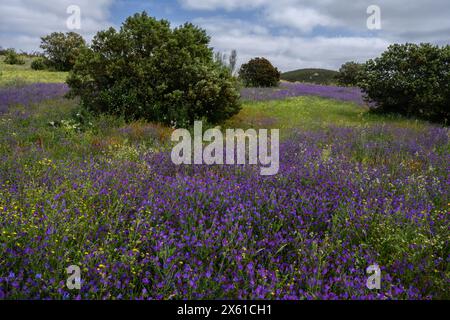 Blumenmontado im Frühling, in der Nähe von Castro Verde, Alentejo, Portugal. Stockfoto