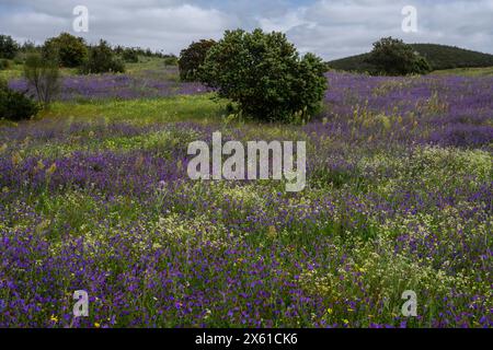 Blumenmontado im Frühling, in der Nähe von Castro Verde, Alentejo, Portugal. Stockfoto