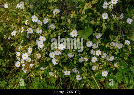 Montpellier cistus, Cistus monspeliensis, im Frühling im Montado in der Nähe von Castro Verde, Alentejo, Portugal. Stockfoto