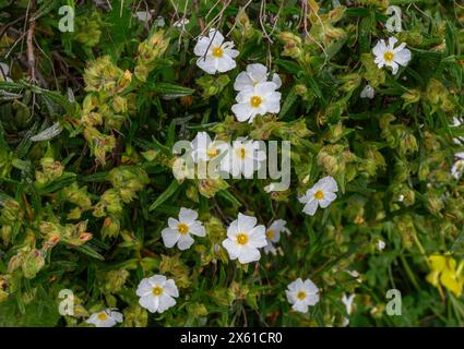 Montpellier cistus, Cistus monspeliensis, im Frühling im Montado in der Nähe von Castro Verde, Alentejo, Portugal. Stockfoto