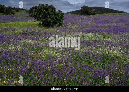 Blumenmontado im Frühling, in der Nähe von Castro Verde, Alentejo, Portugal. Stockfoto