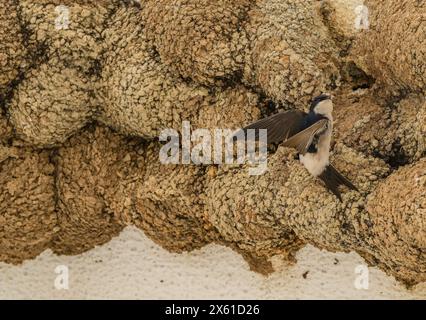 Massen des besetzten gemeinsamen Hauses martin, Delichon urbicum, Nester im Frühling. Portugal. Stockfoto