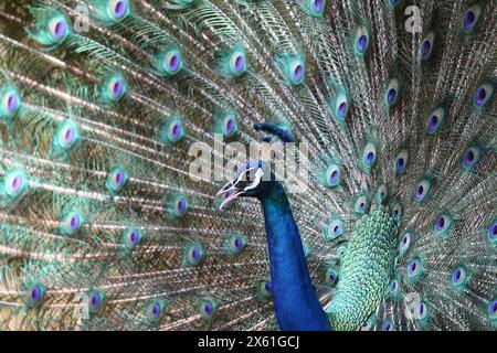 Faszinierender Pfauentanz: HD- und 4K-Hintergrundbild für die Pracht der Natur Stockfoto
