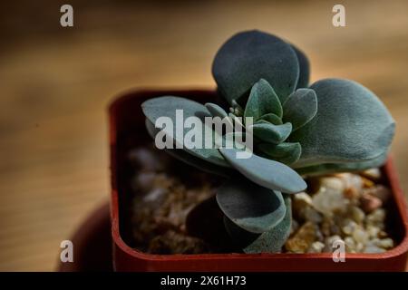 Crassula „Morgan’s Beauty“ atemberaubendes Sukkulent im Plastiktopf. Wmit unscharfem Hintergrund. Stockfoto