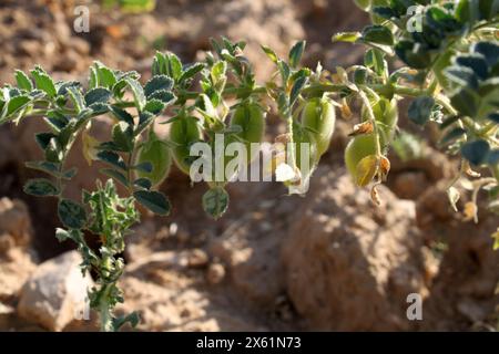 Kichererbsenschote mit grünen jungen Pflanzen auf dem Bauernhof, Großaufnahme. Stockfoto