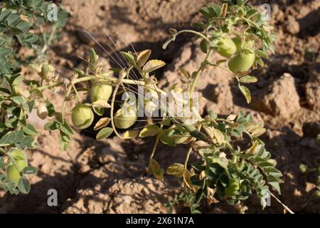 Kichererbsenschote mit grünen jungen Pflanzen auf dem Bauernhof, Großaufnahme. Stockfoto