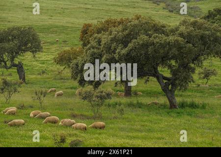 Holm Eichen, Quercus rotundifolia, mit weidenden Schafen, in Montado bei Castro Verde, Alentejo, Portugal. Stockfoto