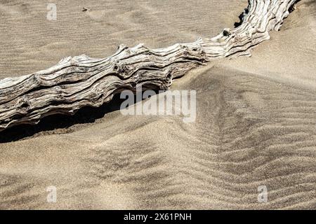 Weiß und grau, verwittertes Treibholz auf Wellen kräuselt sich im Sand; geeignet als Hintergrundbild. Stockfoto