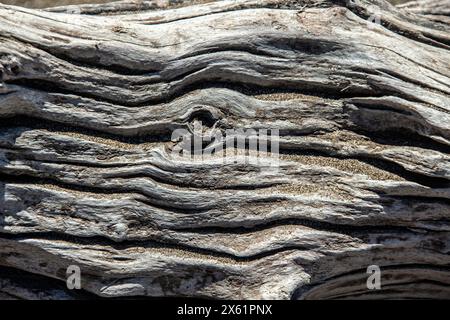 Ein Knoten in einem gut verwitterten Stück Treibholz. Stockfoto