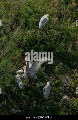 Zuchtkolonie der Rinderreiher, Bubulcus ibis, im Naturpark Ria Formosa, Portugal. Stockfoto