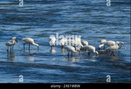 Herde von Löffeln, Platalea leucorodia, Fütterung im Flachwasser, Mündung, im Spätwinter. Stockfoto