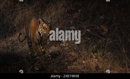 Tigerin Aishwarya auf dem Streifzug im Bandipur-Wald in Karnataka, Indien Stockfoto