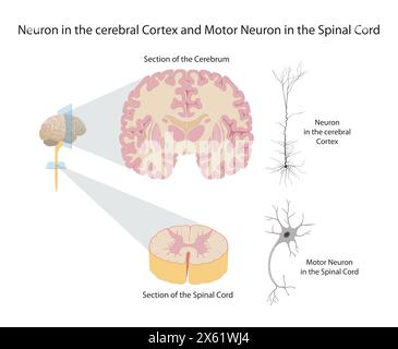 Neuron in der Großhirnrinde und motorisches Neuron im Rückenmark Stockfoto