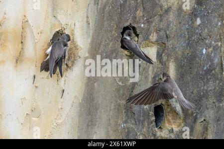 sandmartins, Riparia Riparia, Nistkolonie in künstlicher Mauer in Blashford, Hampshire. Stockfoto