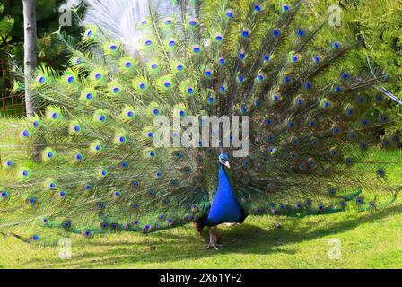 Ein strahlend blauer, schöner Pfau mit langem Schwanz und Federn tanzt im Park, Zoo, Paarungstanz. Pfauenfeder Hintergrund. Naturwanderungen im Sommer und s Stockfoto