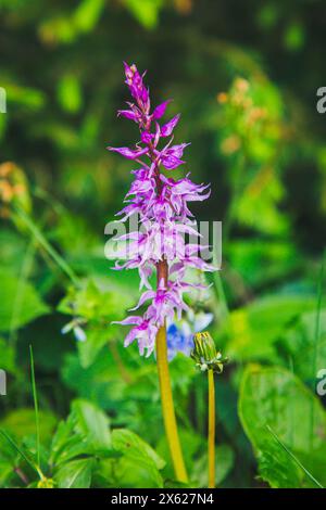 Blaue Metzgerorchidee, männliches Knabenkraut (Orchis mascula), Hochbärneck, Naturpark Ötscher-Tormäuer, Österreich Stockfoto