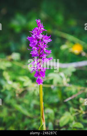 Blaue Metzgerorchidee, männliches Knabenkraut (Orchis mascula), Hochbärneck, Naturpark Ötscher-Tormäuer, Österreich Stockfoto