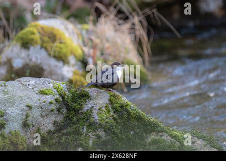 Ein eurasischer Dipper (Cinclus), der auf einem Felsen am Fluss thront. Stockfoto