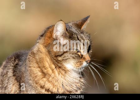 Nahaufnahme einer Hauskatze. Stockfoto