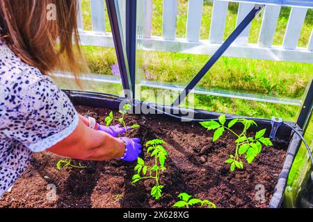 Nahaufnahme einer Frau, die im Garten arbeitet und junge Tomatenpflanzen in einem bodengefüllten Hochbeet innerhalb eines Gewächshauses pflanzt. Schweden. Stockfoto