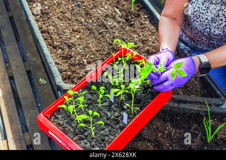 Nahaufnahme einer Frau, die im Garten junge Tomatenpflanzen in einem bodengefüllten Hochbeet in einem Gewächshaus pflanzt. Schweden. Stockfoto