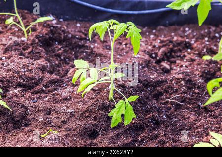 Nahaufnahme gepflanzter Tomatensämlinge im Gewächshausbett. Stockfoto