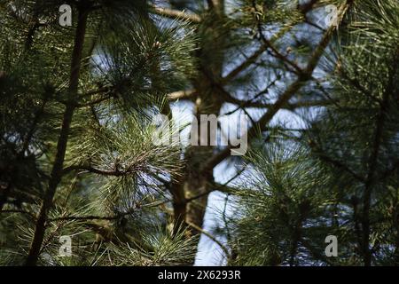 Frische, üppige Kiefernäste aus nächster Nähe im Wald. Stockfoto
