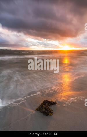 Die Sonne taucht in Richtung Horizont und strahlt ein warmes Leuchten über der Küste in Schweden aus. Die Wellen schlängeln sanft am Strand und wirbeln um Algenklumpen herum Stockfoto