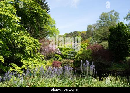 Farbe im späten Frühling bei RHS Harlow Carr Stockfoto