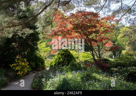 Farbe des späten Frühlings bei RHS Harlow Carr Stockfoto