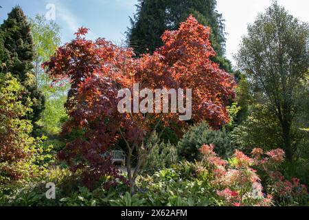 Farbe des späten Frühlings bei RHS Harlow Carr Stockfoto