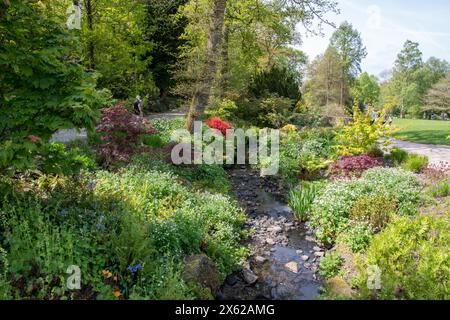 Spätfrühling am Stream bei RHS Harlow Carr Stockfoto