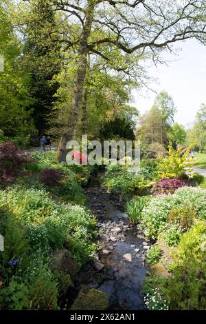 Spätfrühling am Stream bei RHS Harlow Carr Stockfoto