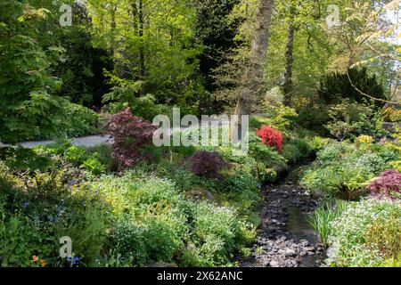 Spätfrühling am Stream bei RHS Harlow Carr Stockfoto