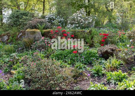 Farbe im späten Frühling bei RHS Harlow Carr Stockfoto