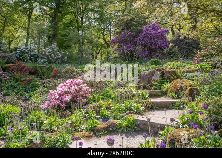 Farbe im späten Frühling bei RHS Harlow Carr Stockfoto